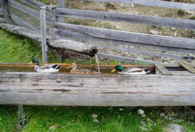 Reitlehenalm Hotel Altenmarkt im Pongau Bagian luar foto